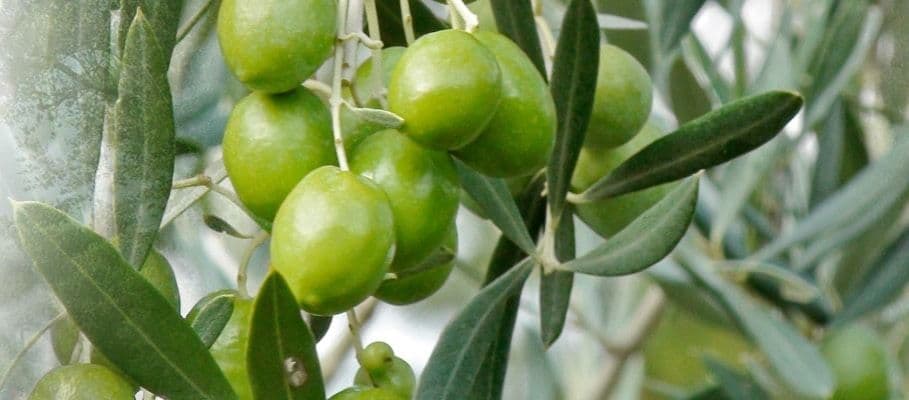 Semana de la recolección de aceitunas y de trabajos de mantenimiento ~ 7-14 de noviembre de 2026